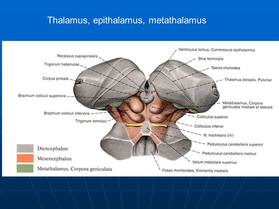 Thalamus, epithalamus, metathalamus