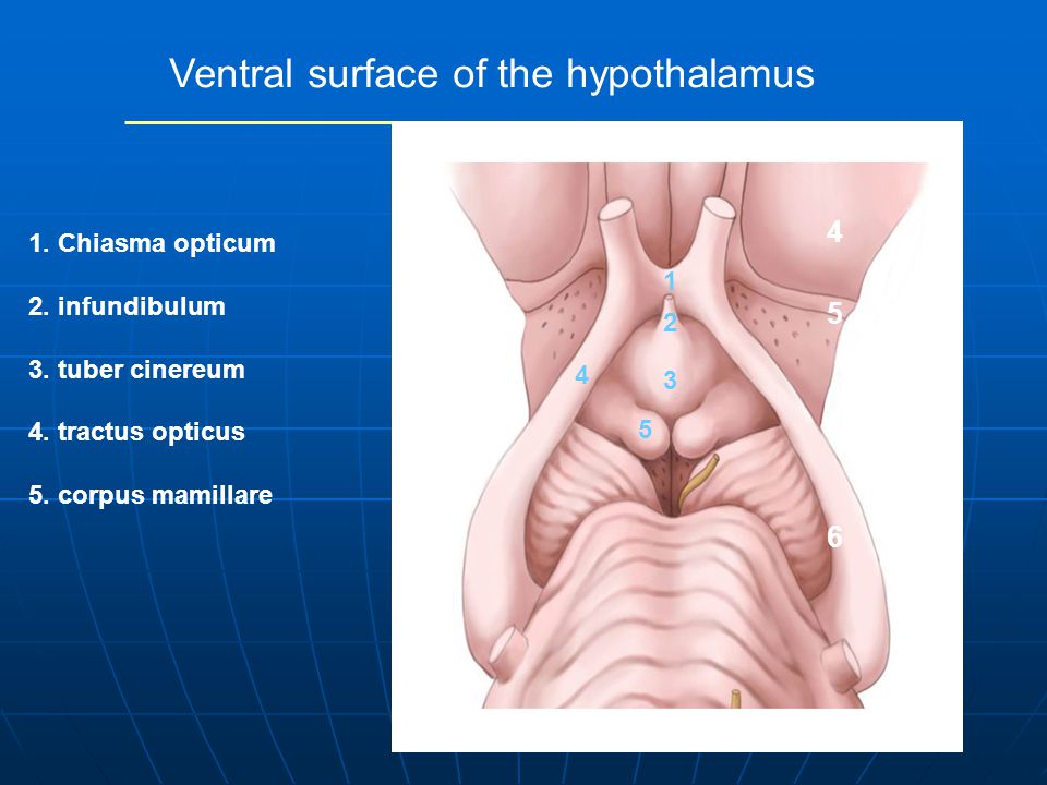 Ventral surface of the hypothalamus