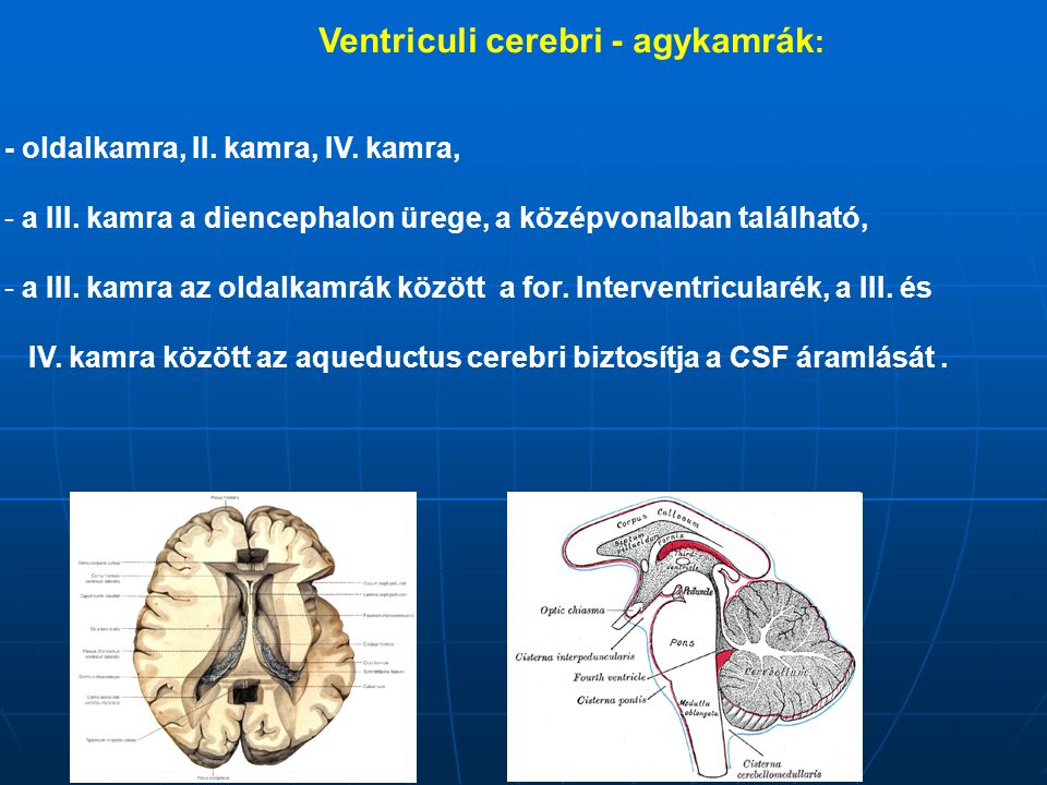 Ventriculi cerebri - agykamrák: