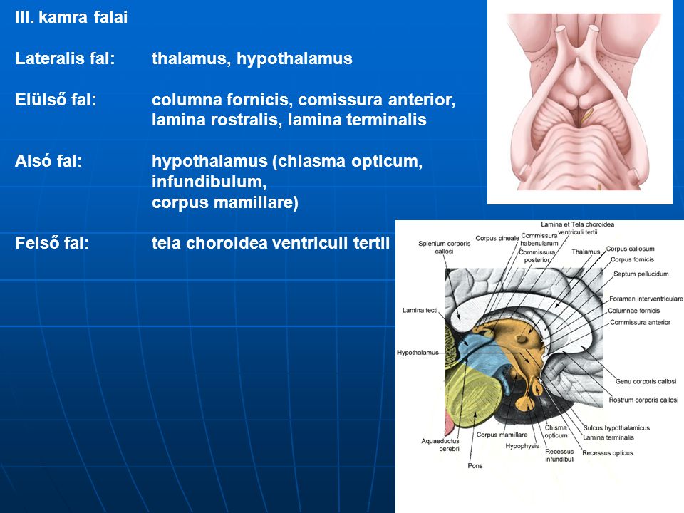 III. kamra falai Lateralis fal: thalamus, hypothalamus. Elülső fal: columna fornicis, comissura anterior,