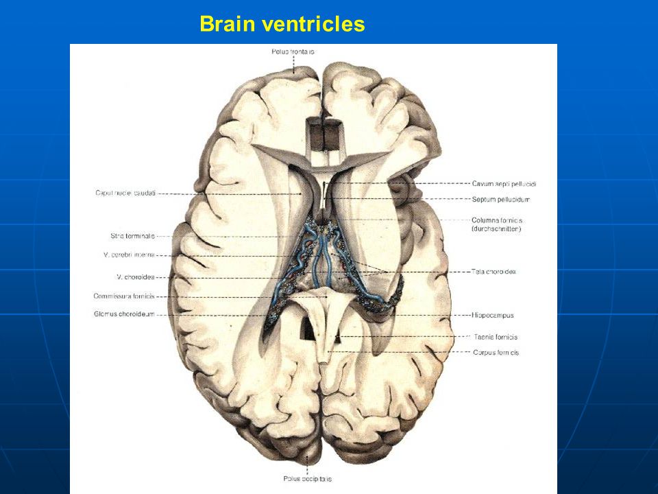 Brain ventricles