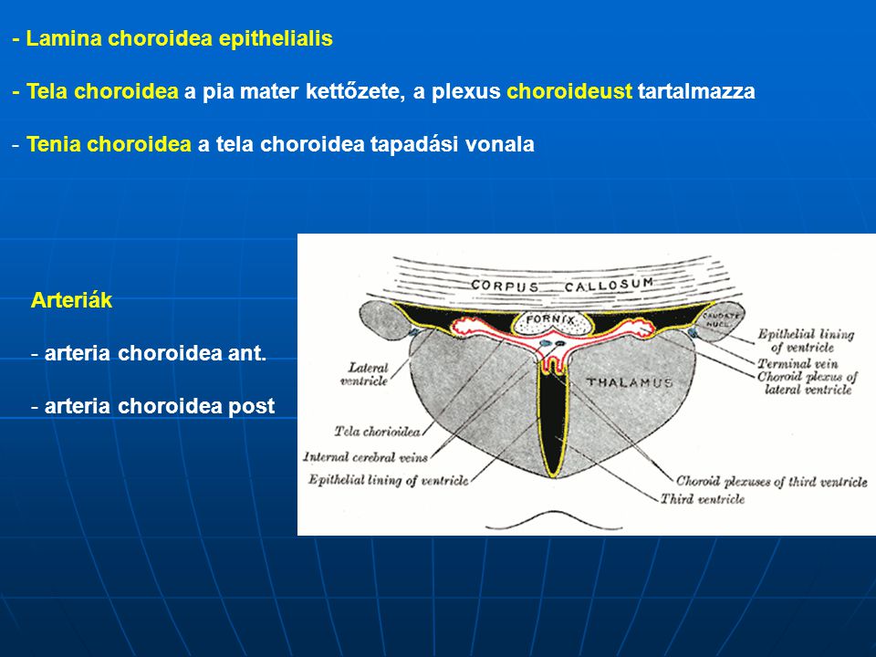 - Lamina choroidea epithelialis