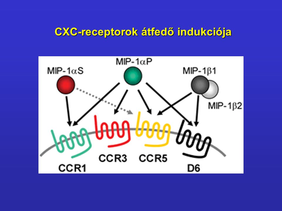 CXC-receptorok átfedő indukciója