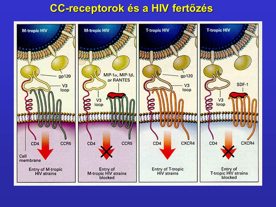 CC-receptorok és a HIV fertőzés