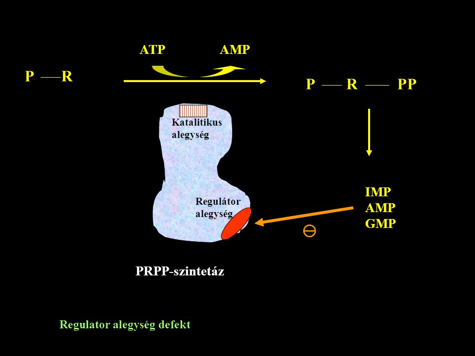 P R P R PP  ATP AMP IMP AMP GMP PRPP-szintetáz