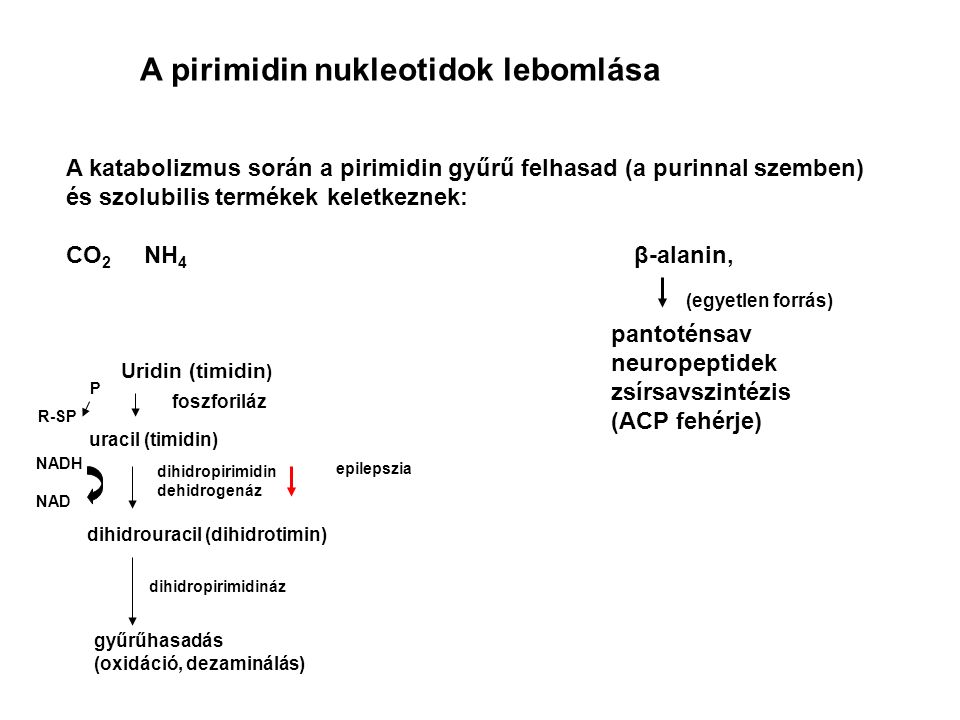 A pirimidin nukleotidok lebomlása