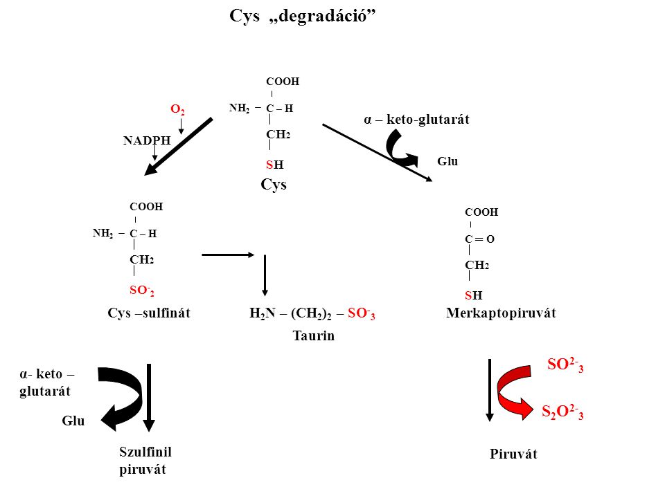 Cys „degradáció Cys SO2-3 S2O2-3 α – keto-glutarát