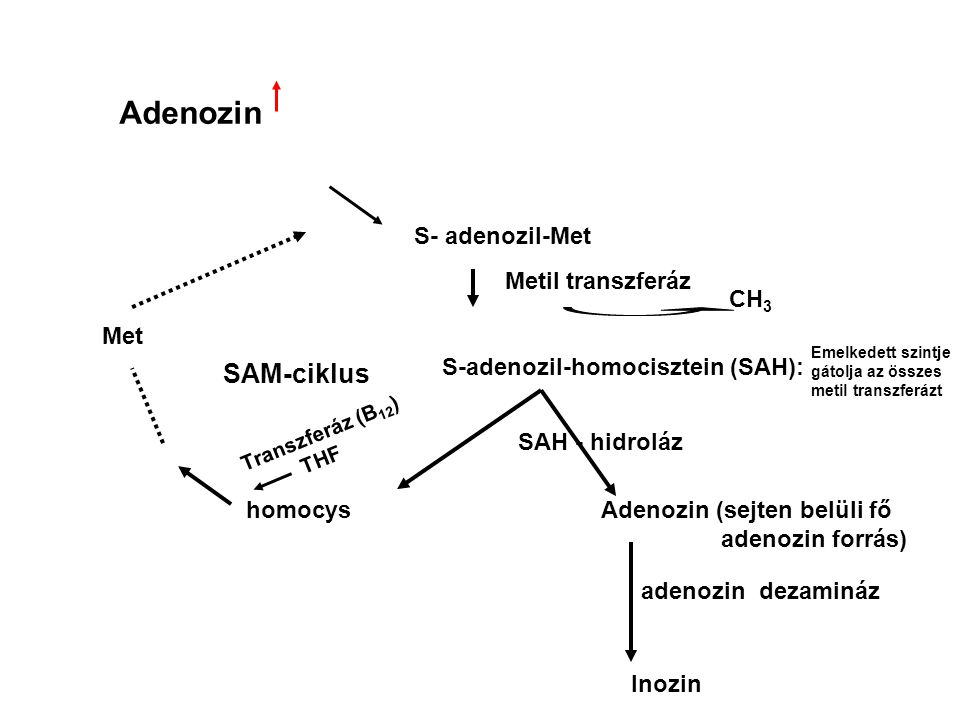 Adenozin SAM-ciklus S- adenozil-Met Metil transzferáz CH3 Met