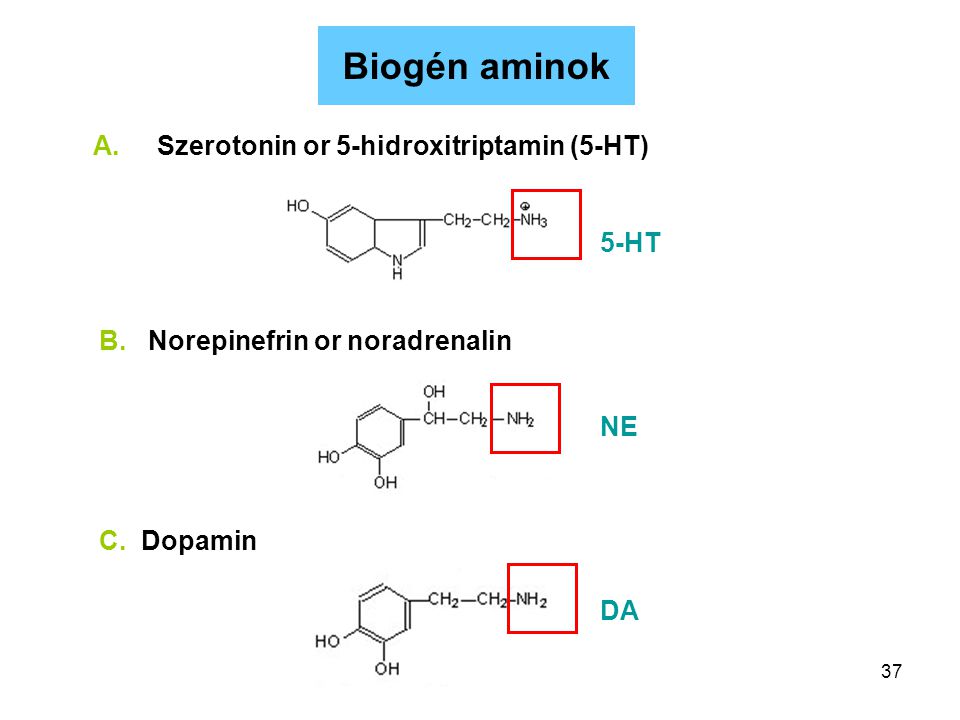 Biogén aminok Szerotonin or 5-hidroxitriptamin (5-HT) 5-HT