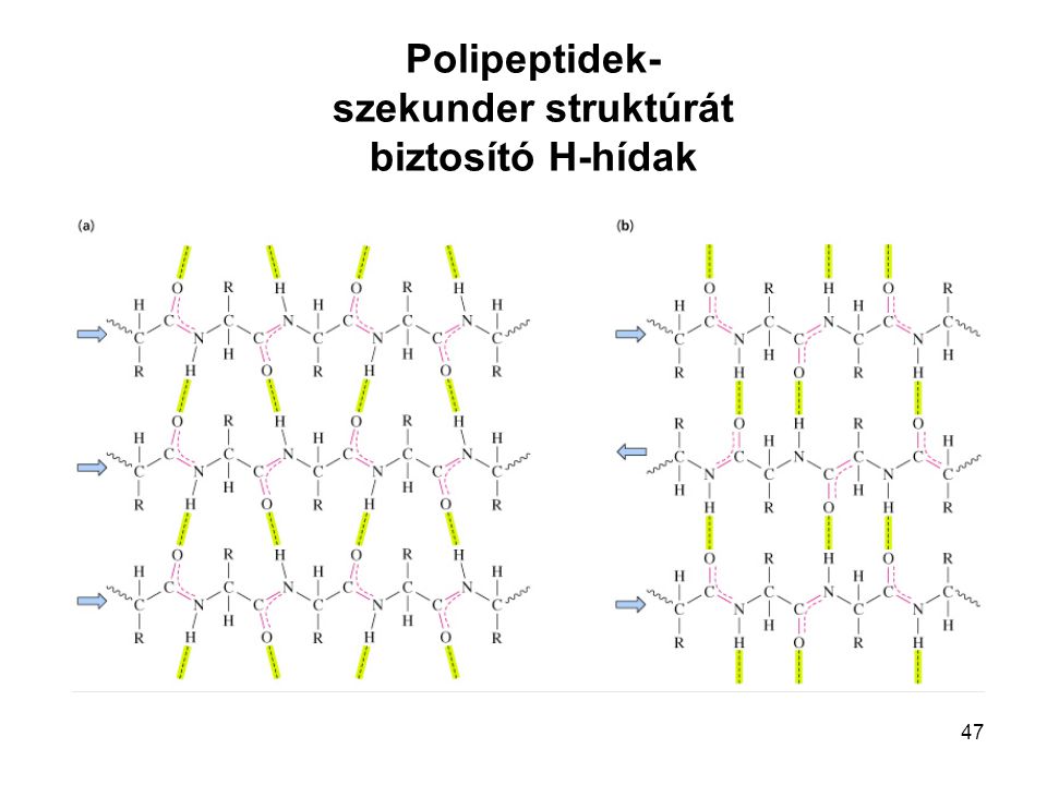 Polipeptidek- szekunder struktúrát biztosító H-hídak