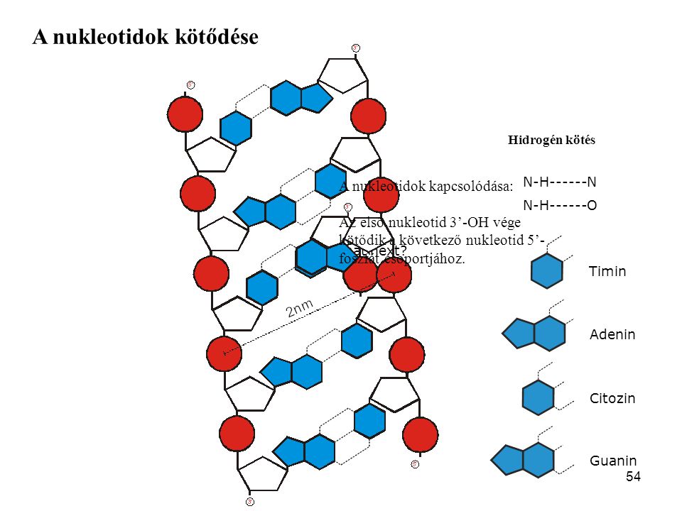 A nukleotidok kötődése