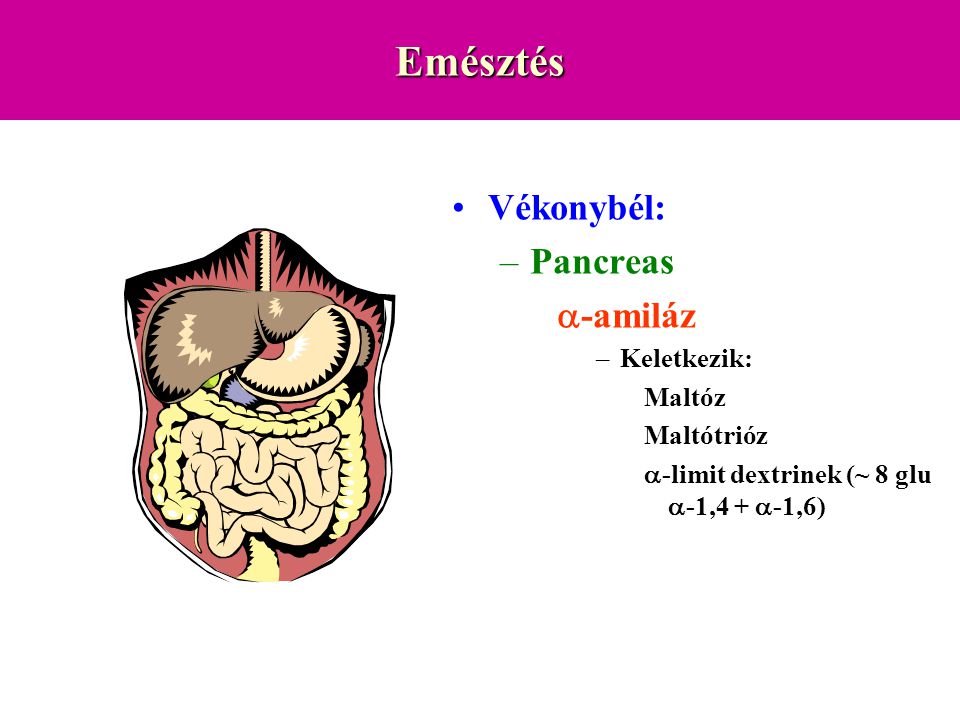Emésztés Vékonybél: Pancreas a-amiláz Keletkezik: Maltóz Maltótrióz