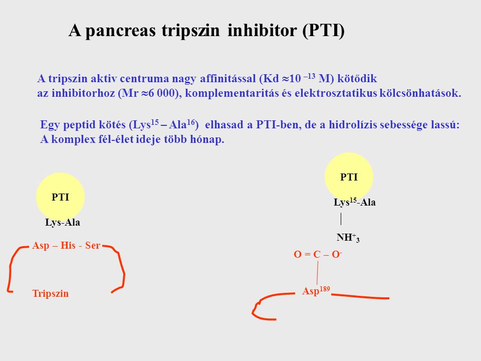 A pancreas tripszin inhibitor (PTI)