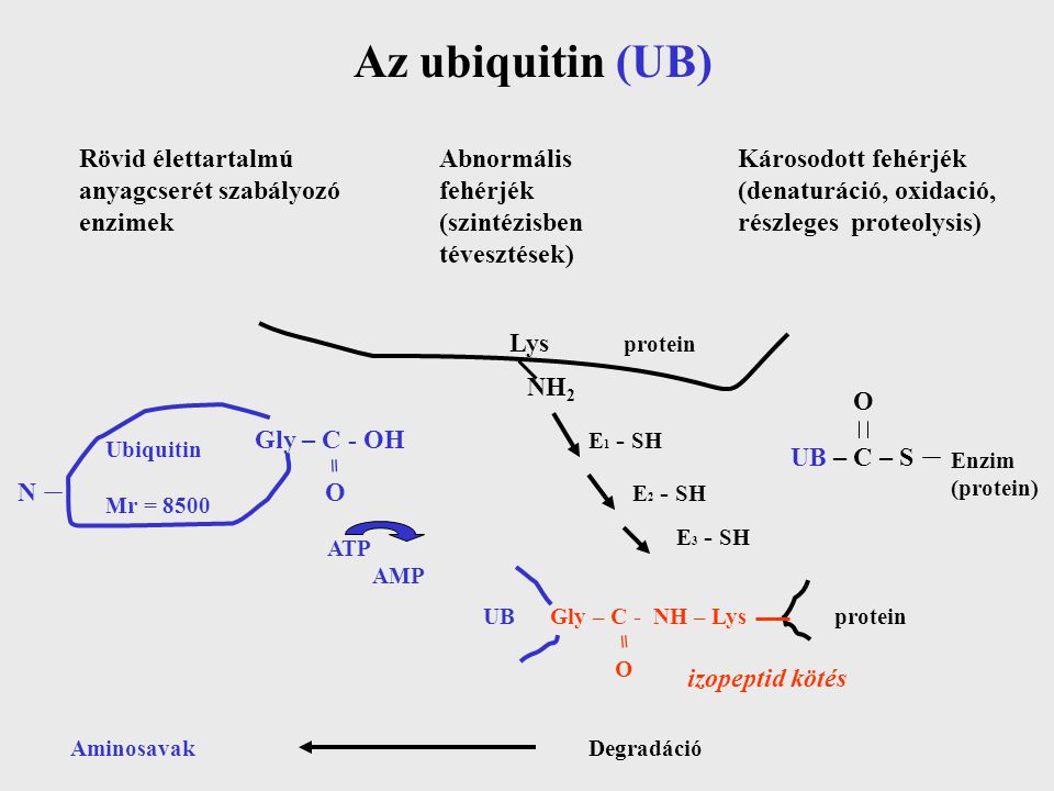 Az ubiquitin (UB) Rövid élettartalmú anyagcserét szabályozó enzimek