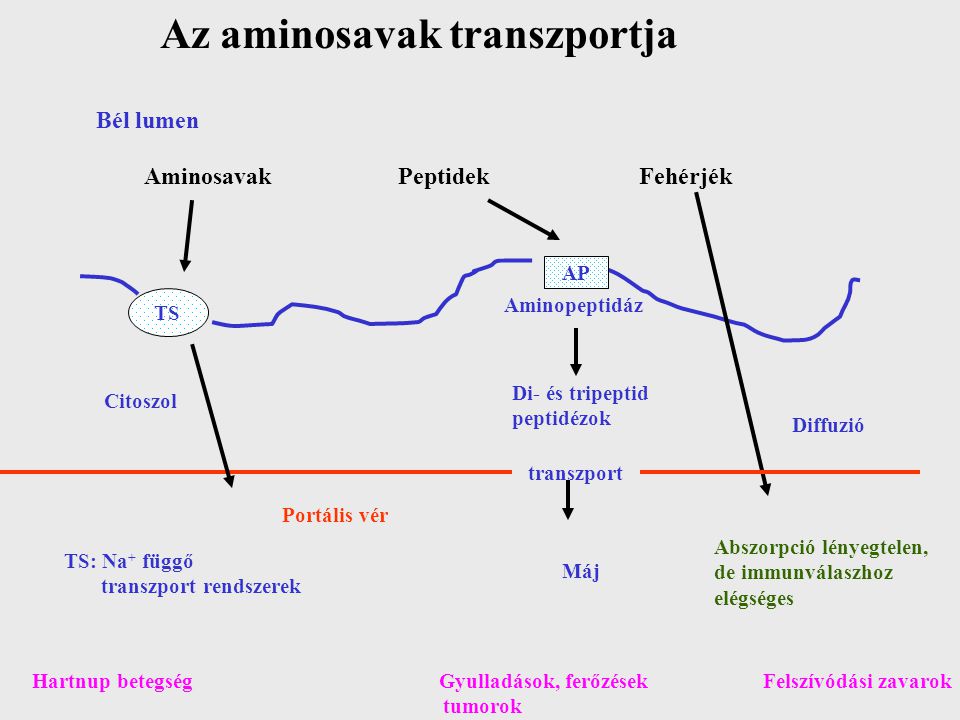 Az aminosavak transzportja