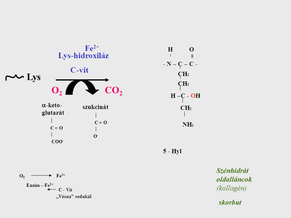 Lys O2 CO2 Fe2+ Lys-hidroxiláz C-vit Szénhidrát oldalláncok (kollagén)
