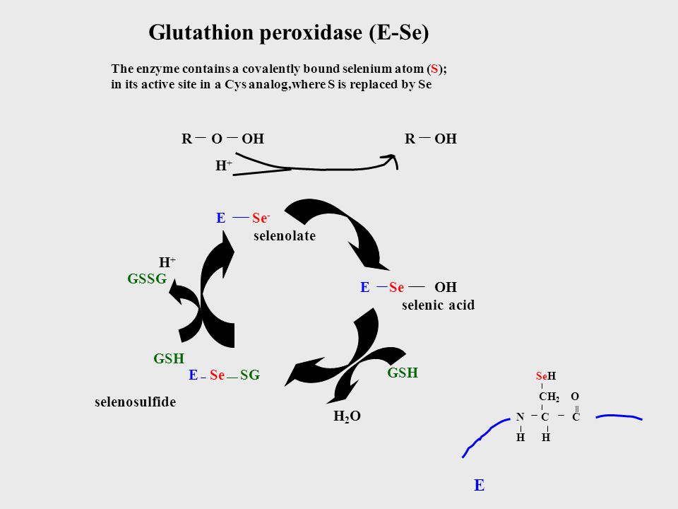 Glutathion peroxidase (E-Se)