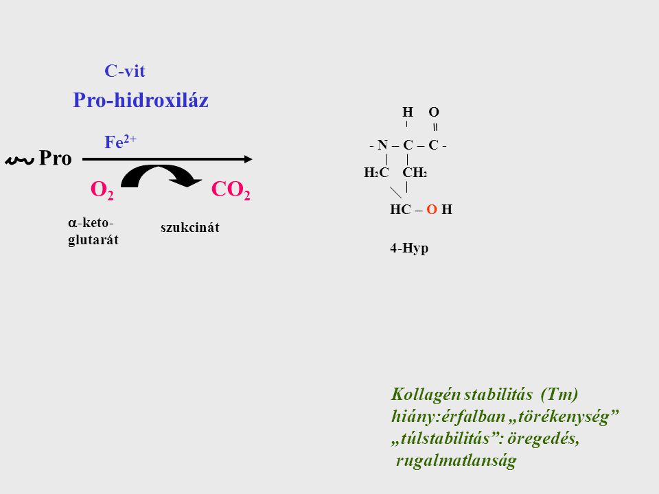 Pro-hidroxiláz Pro O2 CO2 C-vit Fe2+ Kollagén stabilitás (Tm)