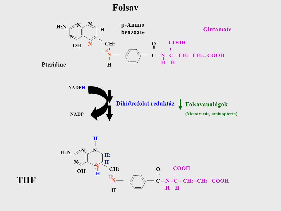 Folsav THF p-Amino benzoate Glutamate = Pteridine