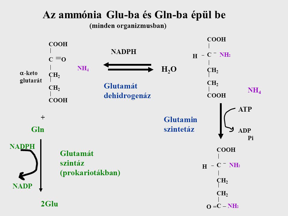 Az ammónia Glu-ba és Gln-ba épül be