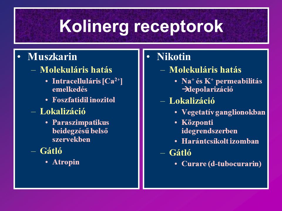 Kolinerg receptorok Muszkarin Nikotin Molekuláris hatás Lokalizáció