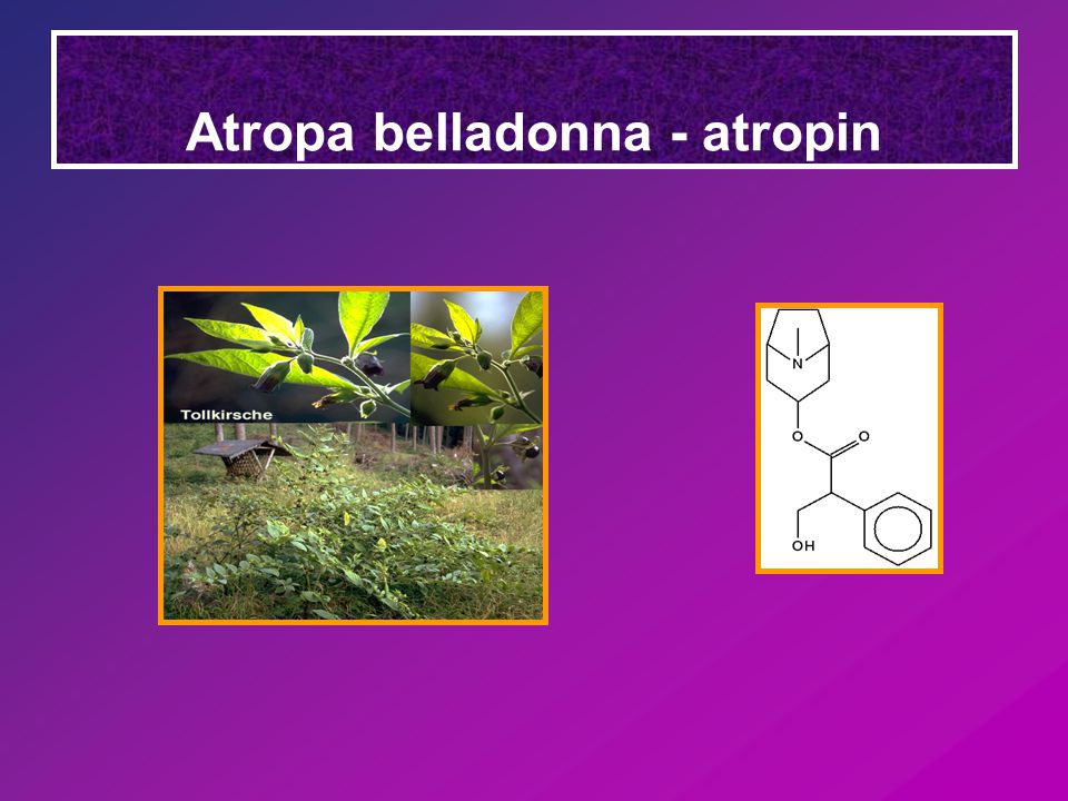 Atropa belladonna - atropin