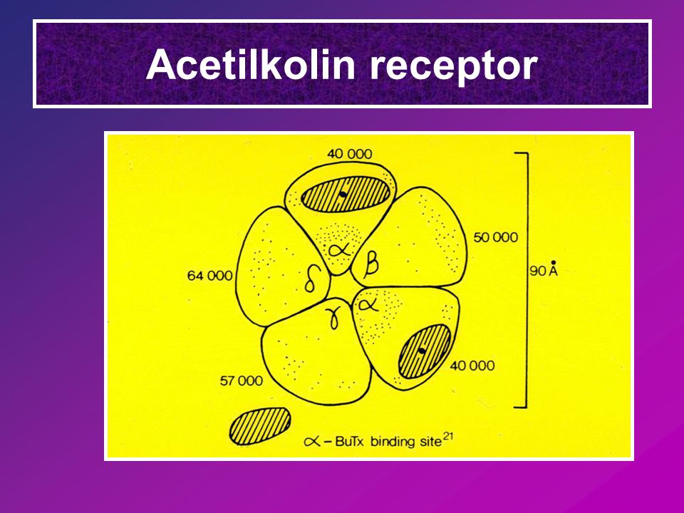 Acetilkolin receptor
