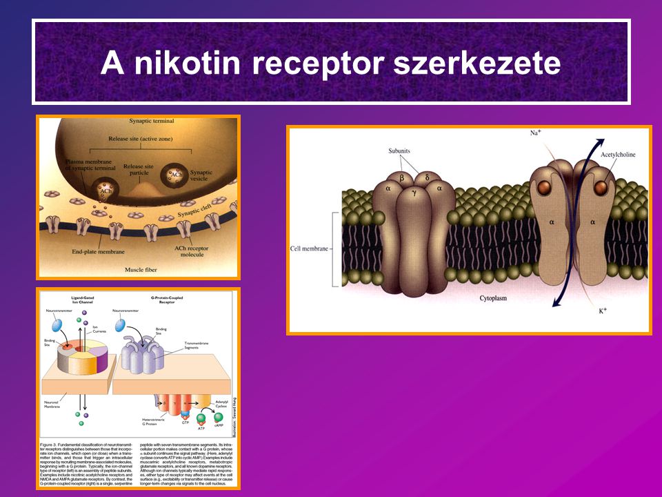 A nikotin receptor szerkezete