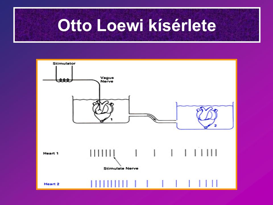 Otto Loewi kísérlete
