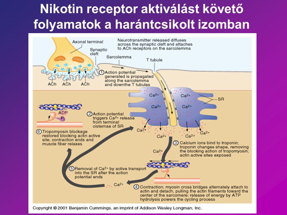 Nikotin receptor aktiválást követő folyamatok a harántcsikolt izomban