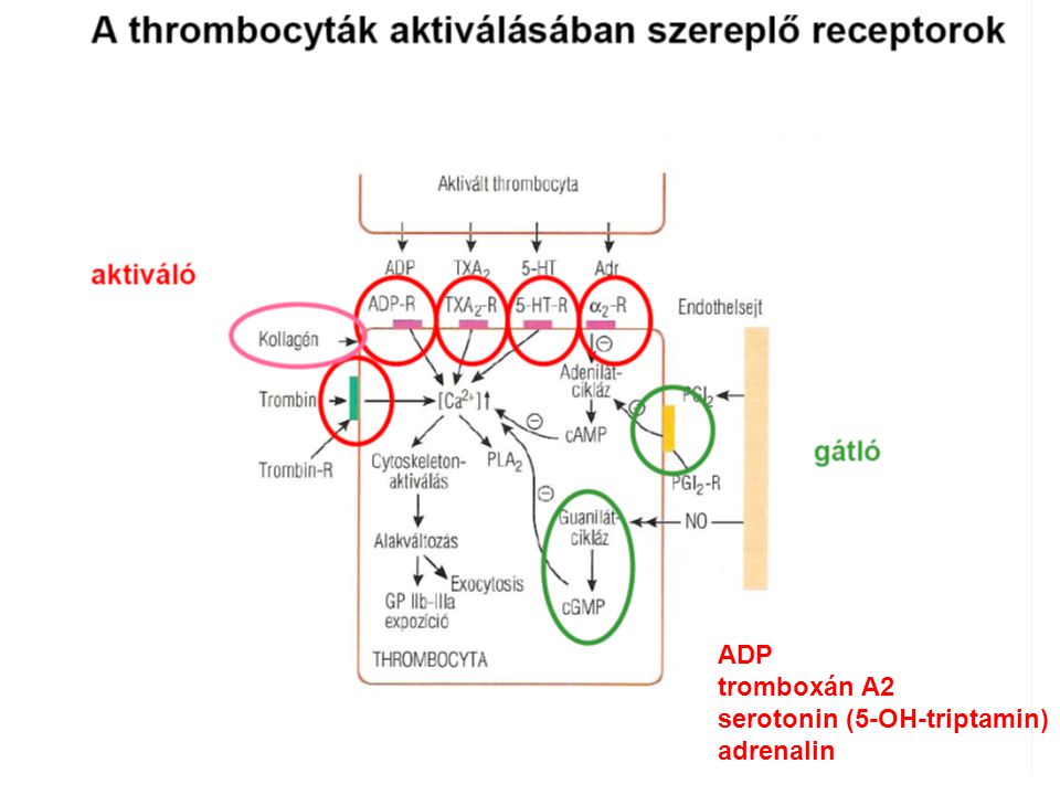 Vaszkuláris reakció ADP tromboxán A2 serotonin (5-OH-triptamin)