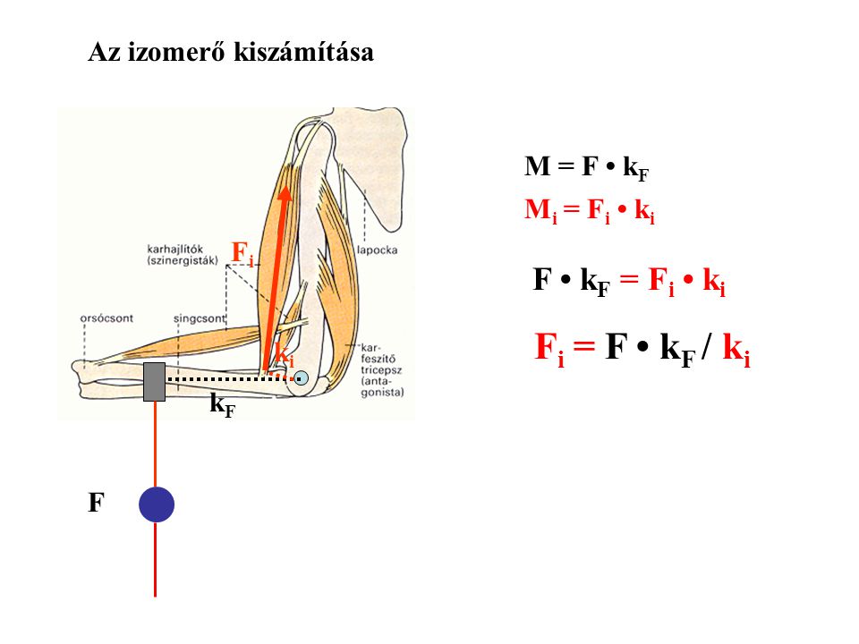 Fi = F • kF / ki F • kF = Fi • ki Az izomerő kiszámítása M = F • kF