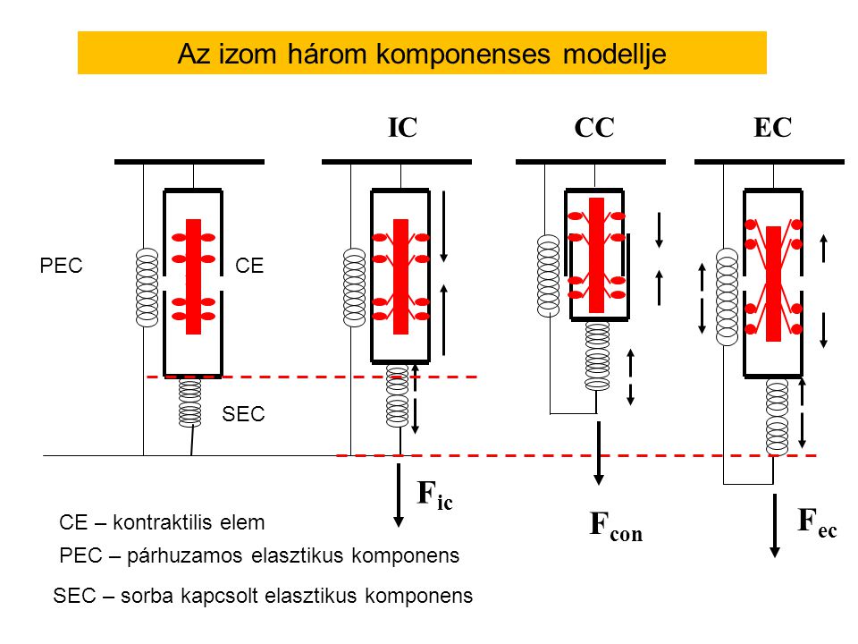 Az izom három komponenses modellje