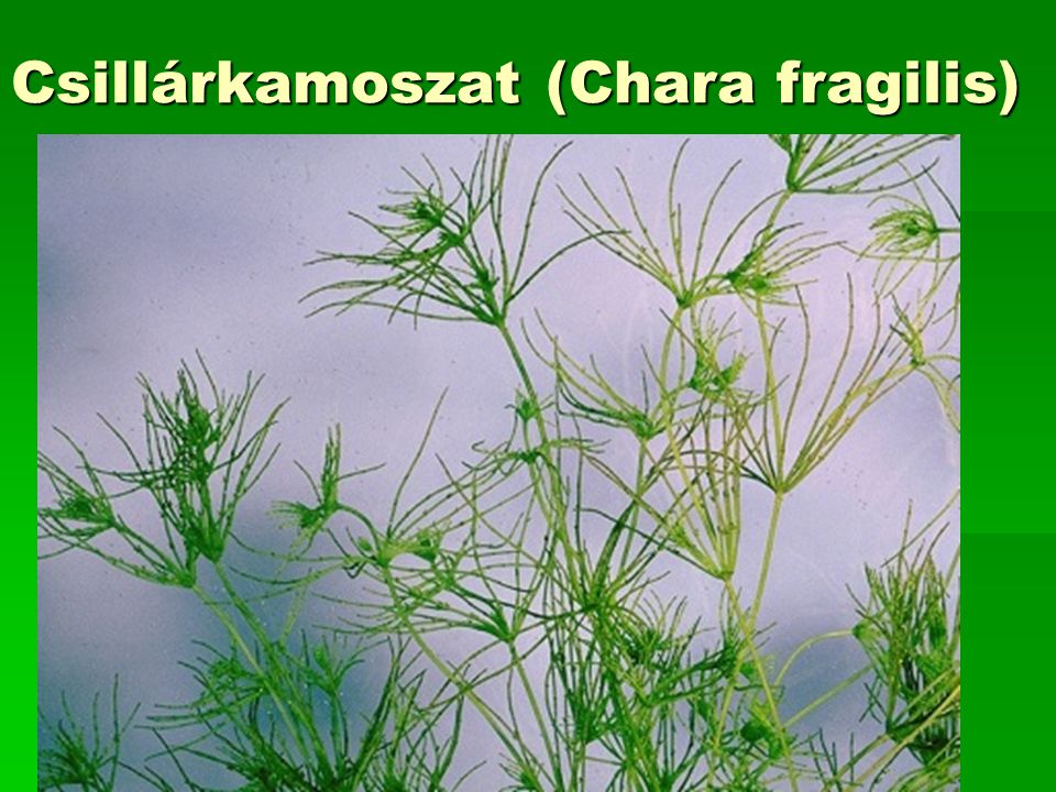 Csillárkamoszat (Chara fragilis)