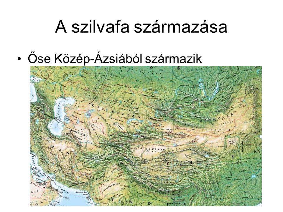 A szilvafa származása Őse Közép-Ázsiából származik