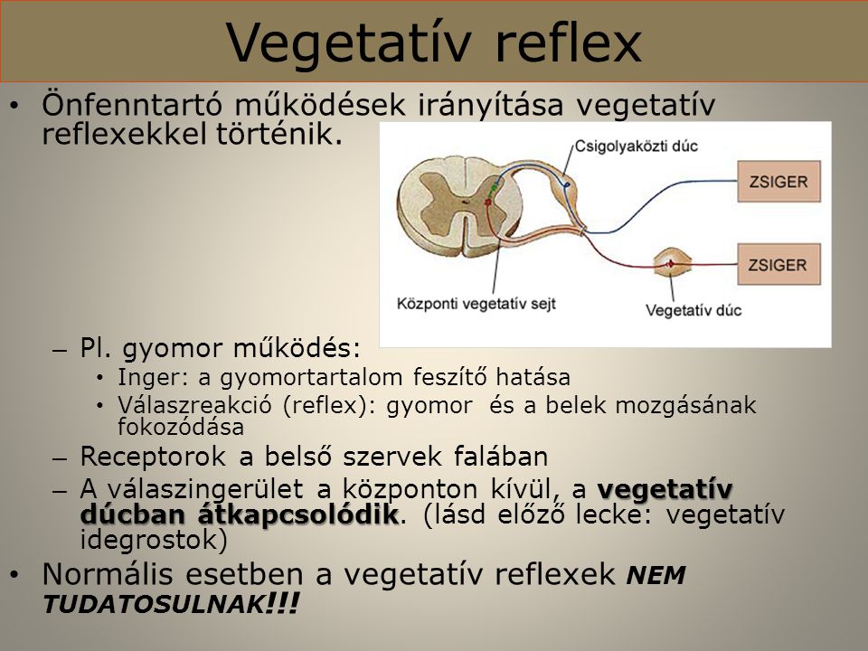 Vegetatív reflex Önfenntartó működések irányítása vegetatív reflexekkel történik. Pl. gyomor működés:
