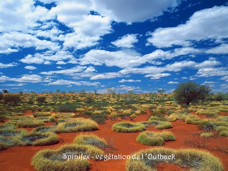 Spinifex - végétation de l ’Outback
