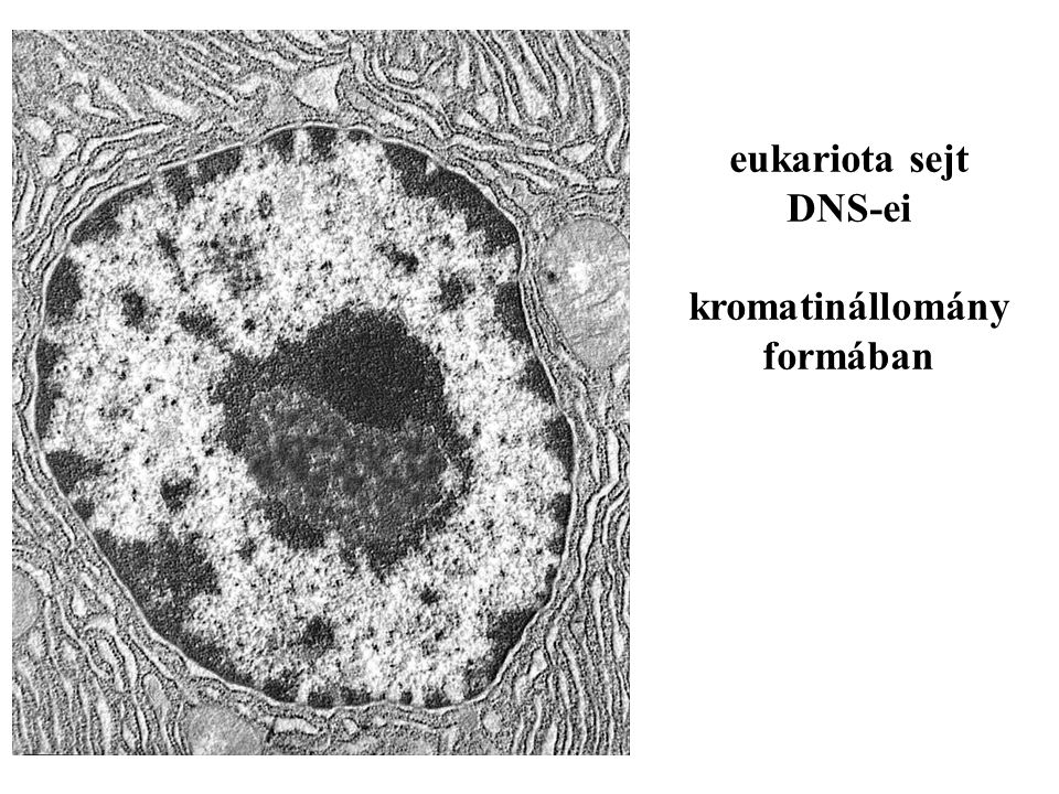 eukariota sejt DNS-ei kromatinállomány formában