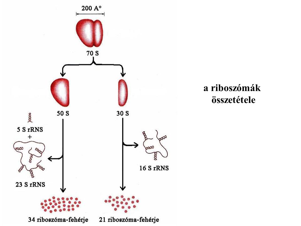 a riboszómák összetétele