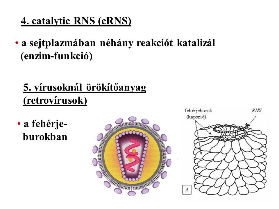4. catalytic RNS (cRNS) a sejtplazmában néhány reakciót katalizál (enzim-funkció) 5. vírusoknál örökítőanyag.