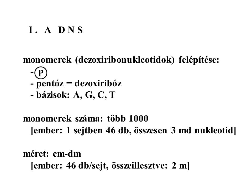 I . A D N S monomerek (dezoxiribonukleotidok) felépítése: - - pentóz = dezoxiribóz. - bázisok: A, G, C, T.