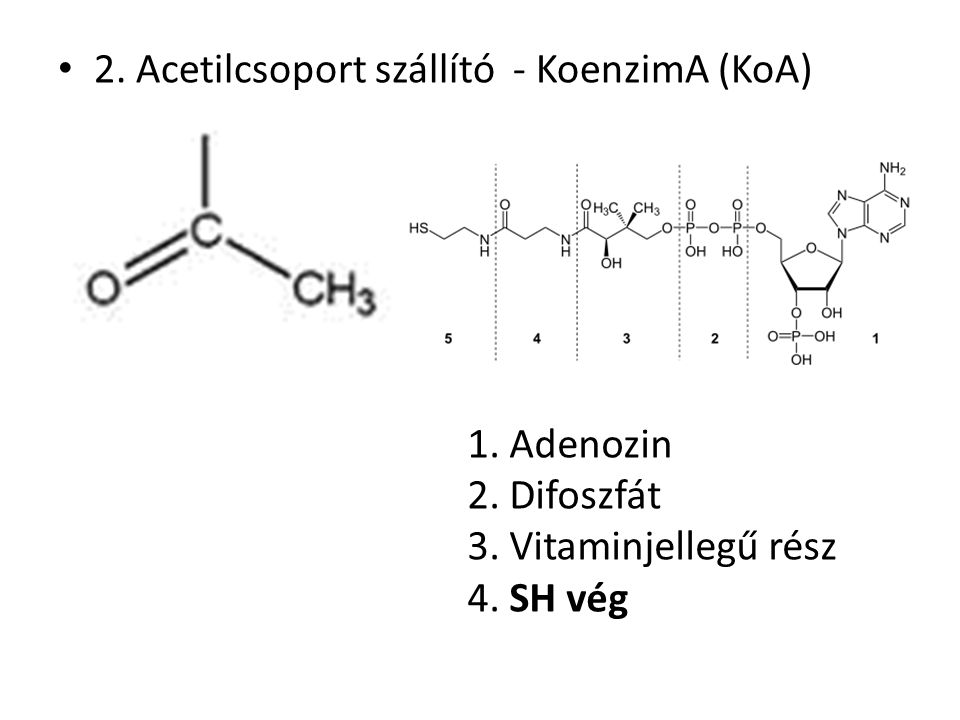 2. Acetilcsoport szállító - KoenzimA (KoA)