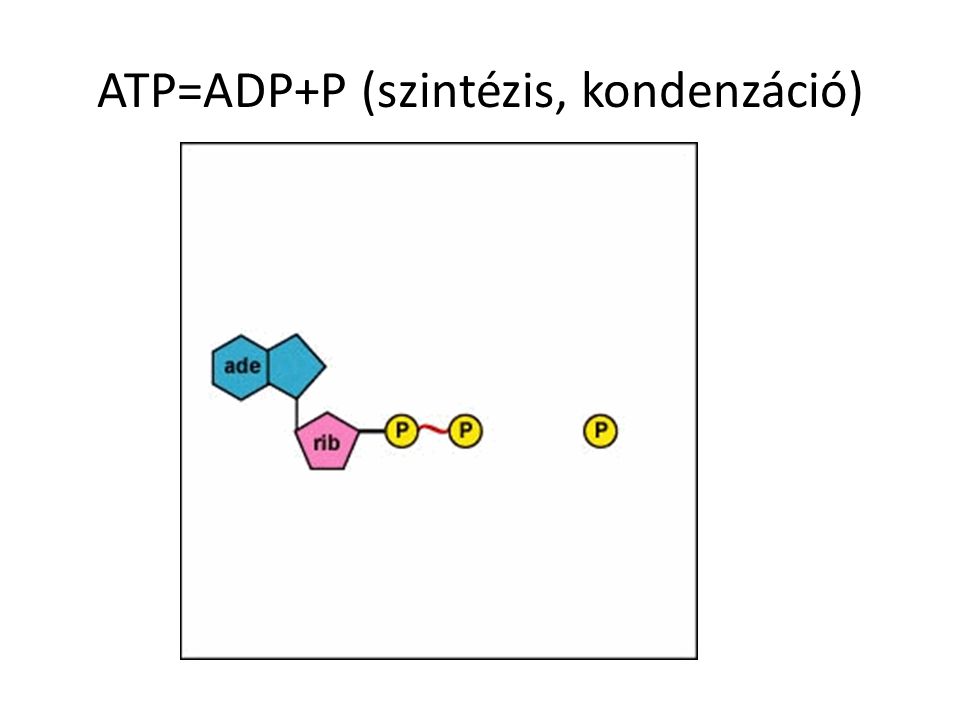 ATP=ADP+P (szintézis, kondenzáció)