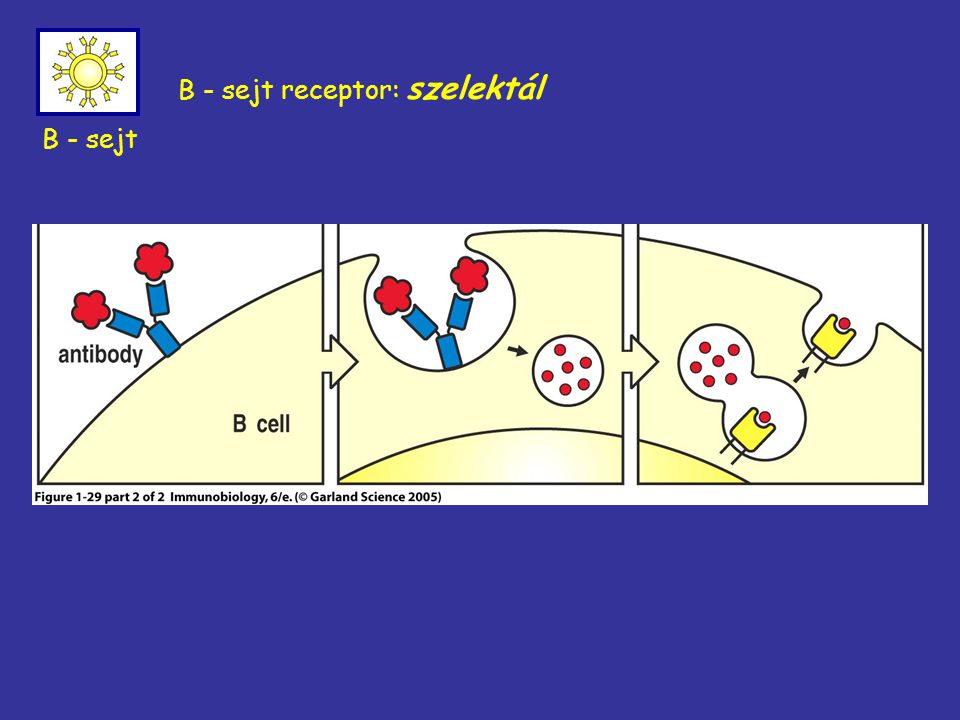 B - sejt receptor: szelektál