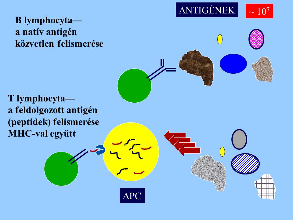 ANTIGÉNEK ~ 107. B lymphocyta— a natív antigén. közvetlen felismerése. T lymphocyta— a feldolgozott antigén.