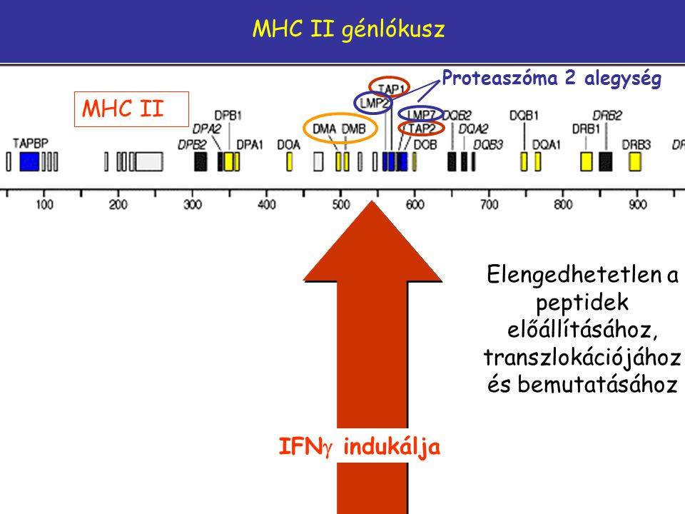MHC II génlókusz Proteaszóma 2 alegység. MHC II. Elengedhetetlen a peptidek előállításához, transzlokációjához és bemutatásához.