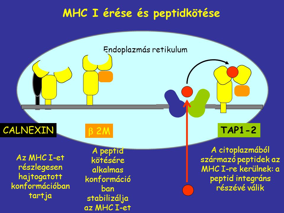 MHC I érése és peptidkötése