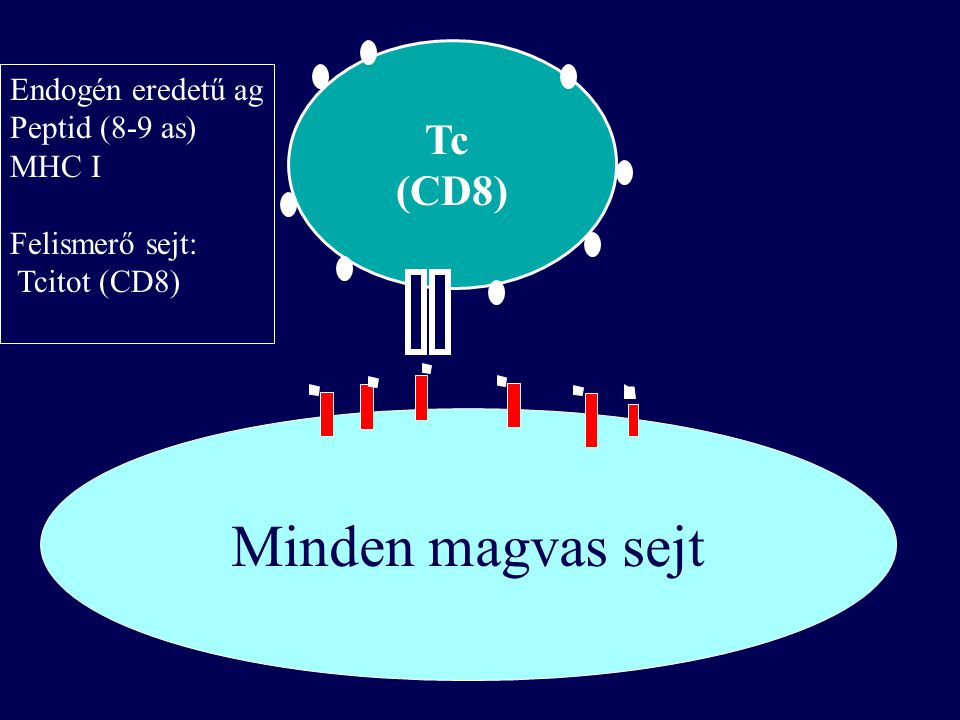 Minden magvas sejt Tc (CD8) Endogén eredetű ag Peptid (8-9 as) MHC I
