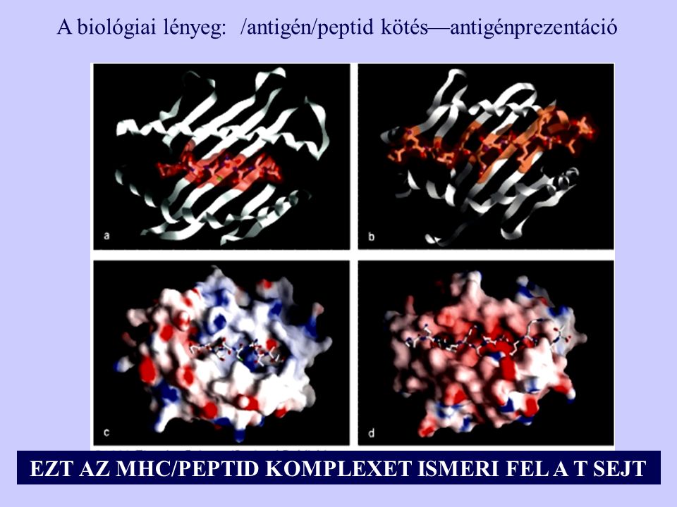 A biológiai lényeg: /antigén/peptid kötés—antigénprezentáció