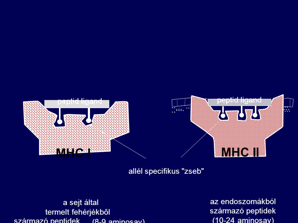MHC I MHC II peptid ligand peptid ligand